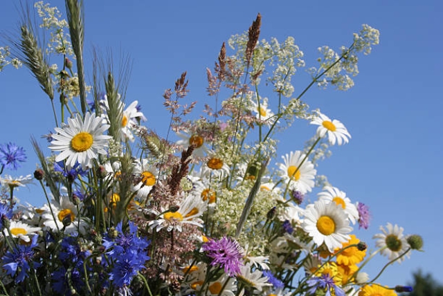 Sommarblommor